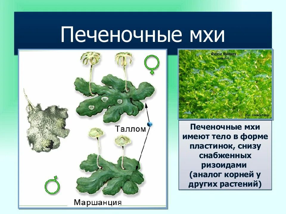 Какие особенности строения печеночного. Какие особенности строения печеночного