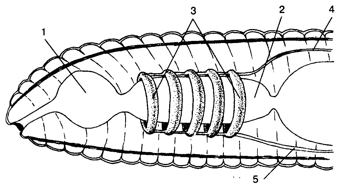Кольцевые сосуды дождевого червя. Строение кровеносной системы кольчатых червей. Кровеносная система кольчатых червей схема. Кровеносная система кольчатого червя. Кровеносная система кольчатых червей рисунок.
