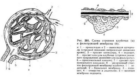 Диафрагма почки