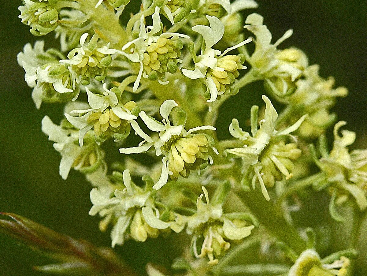 Резеда душистая. Резеда Хавская душистая. Reseda odorata. Резеда красильная. Резеда мин