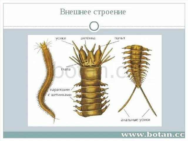 Внешнее строение многощетинковых. Внешнее строение многощетинкового червя. строение многощетинковых червей. внешнее строение многощетинковых червей. многощетинковые черви внутреннее строение.