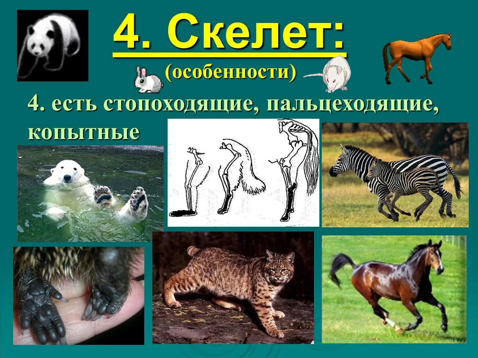 Проект по биологии 7 класс животные. Стопоходящие пальцеходящие копытные. стопоходящие млекопитающие. пальцеходящие животные. стопоходящие млекопитающие примеры.