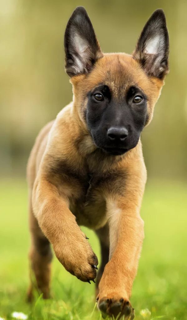 WTF MOMENTS! Belgian Malinois, German Shepherds and Rottweilers! - YouTube