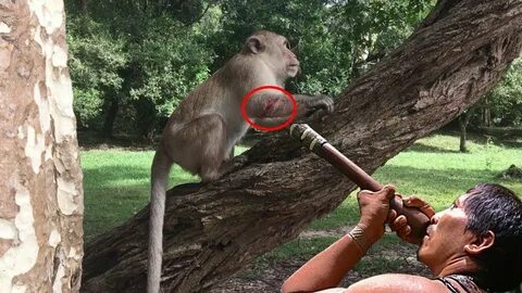 Monkey beating