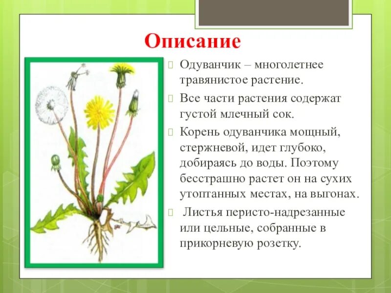 Одуванчик произведение 2 класс. Рассказ о растении одуванчик. Описание одуванчика для 2 класса. Одуванчик цветок описание. Одуванчик многолетнее.