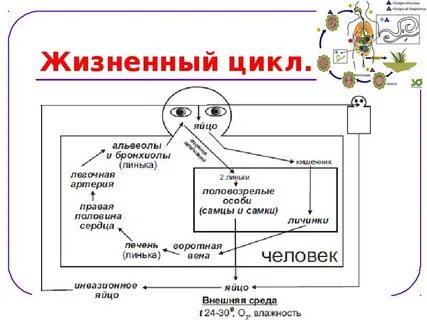 Как называется данный цикл