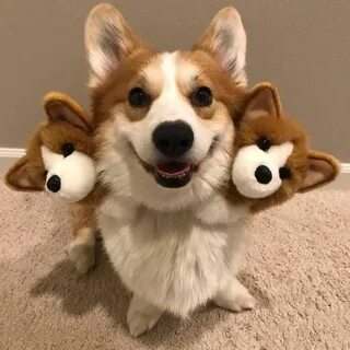 Корги добрые