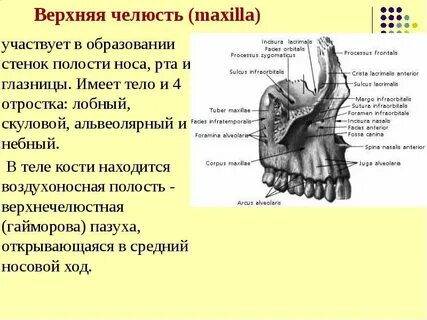 Носовая поверхность латынь