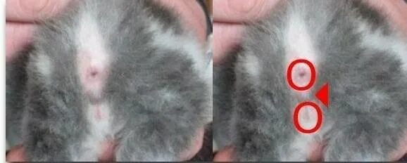 Как отличить маленьких. Как определить пол 2 месячного котенка. RFR jnkbxbnm rjntyrf vfkmxbrf njn ltdjxrb. Как определить пол котенка фото. Как отличить котика от кошечки фото.