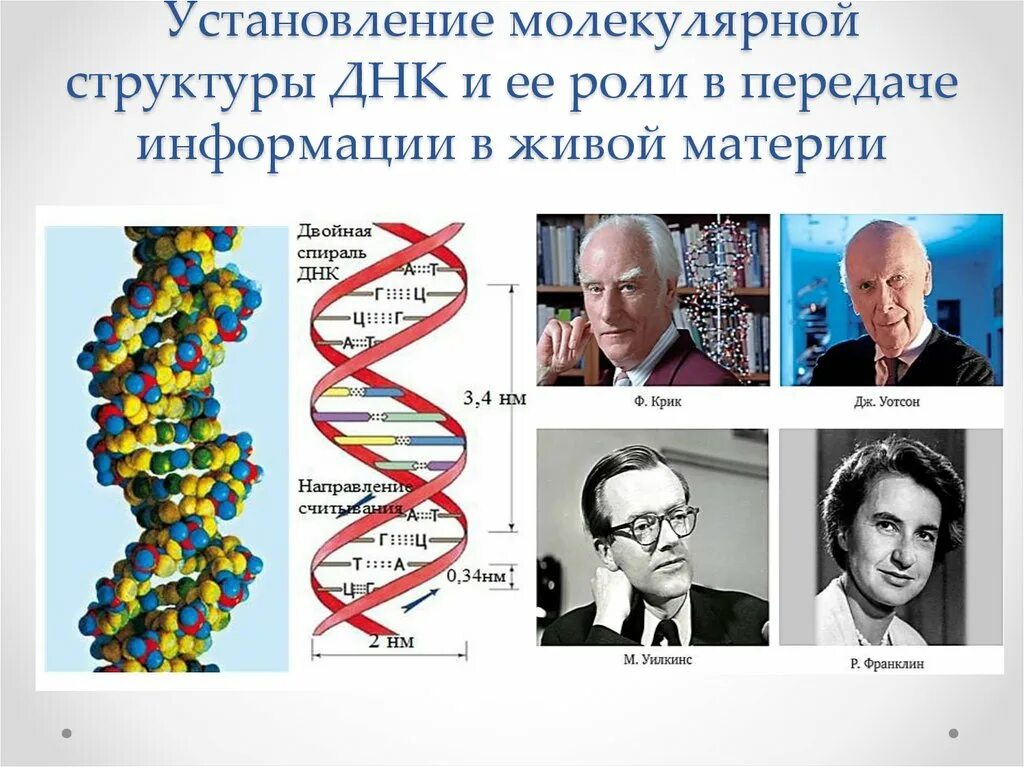 Вещество изменяющее днк 7 букв. Структура днк. установление молекулярной структуры днк. молекулярная структура днк. изменение структуры днк.