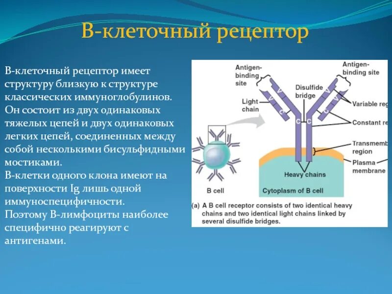 Из чего состоит рецептор. Строение b клеточного рецептора. строение bcr рецептора. строение в-клеточного рецептора bcr. опишите строение b клеточного рецептора.