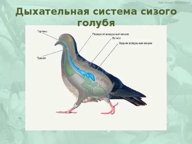 Тип и способ движения голубь 8 класс. Нервная система птиц 7 класс биология. периферическая нервная система птиц. внутреннее строение птиц нервная система. строение нервной системы голубя.