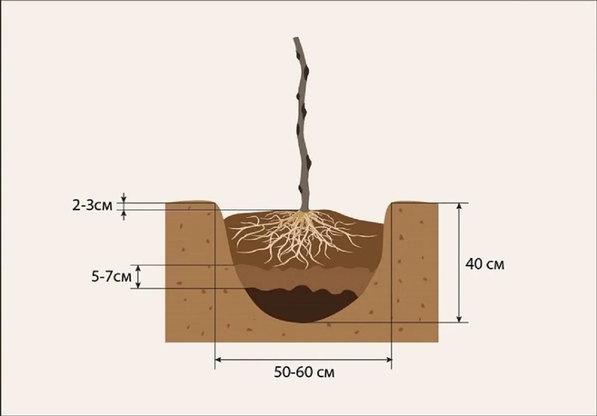 Корневой диаметр. Посадка малина корневая шейка. Посадка малины схема посадки. Корневая шейка саженца ежевики. Схема посадки малины.