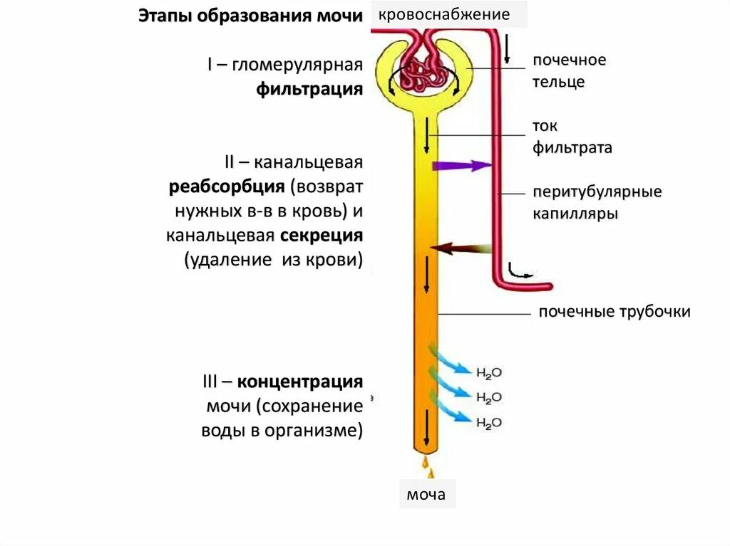 Нефрон ультрафильтрация. Этапы образования мочи схема. Механизм образования мочи фильтрация реабсорбция секреция. Фильтрация секреция и реабсорбция физиология почек. Схема мочеобразования фильтрация реабсорбция и секреция.