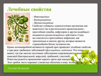 Черный орех свойства