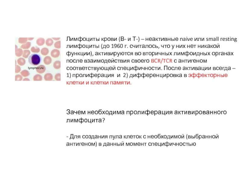 Что значит много лимфоцитов в крови