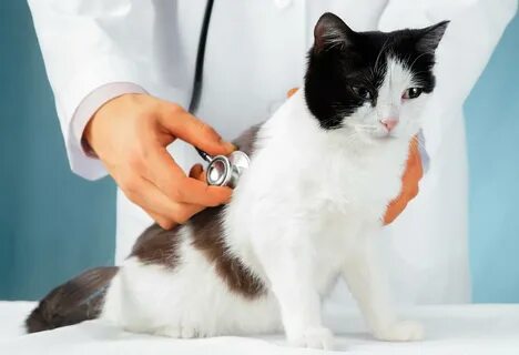 Коронавирус коте
