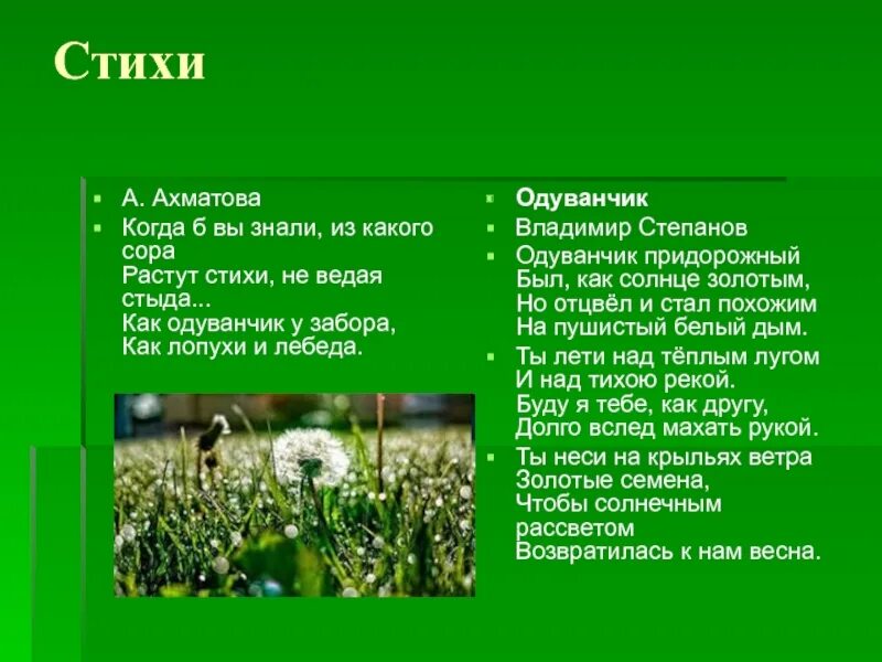 Одуванчик высотская 2 класс. Стих про одуванчик. Синквейн одуванчик. Стих про одуванчик для детей. Е Серова одуванчик.