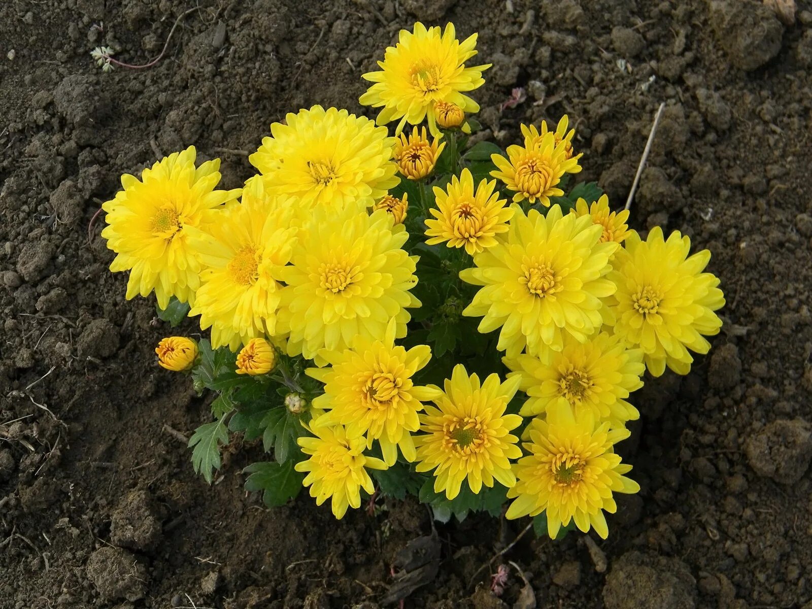 Желтая хризантема фото садовая Free Images : meadow, herb, autumn, flora, yellow flower, wildflower, chrysanthe
