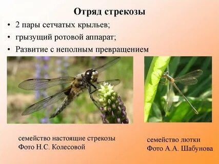 Стрекозы таблица