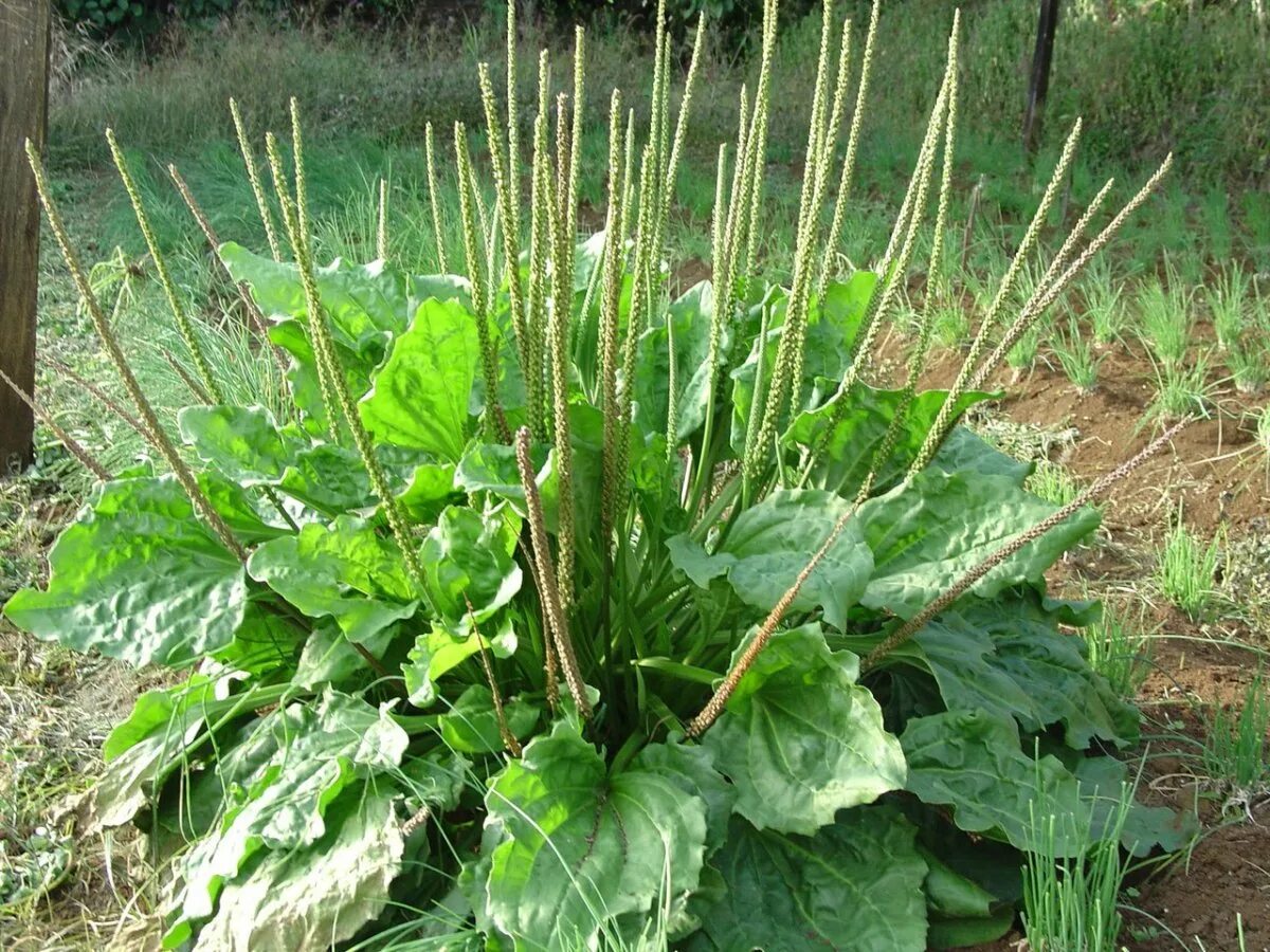 Подорожник нашли. Подорожник большой. Plantago Major. Подорожник растение. Подорожник(Plantago Major l.),.