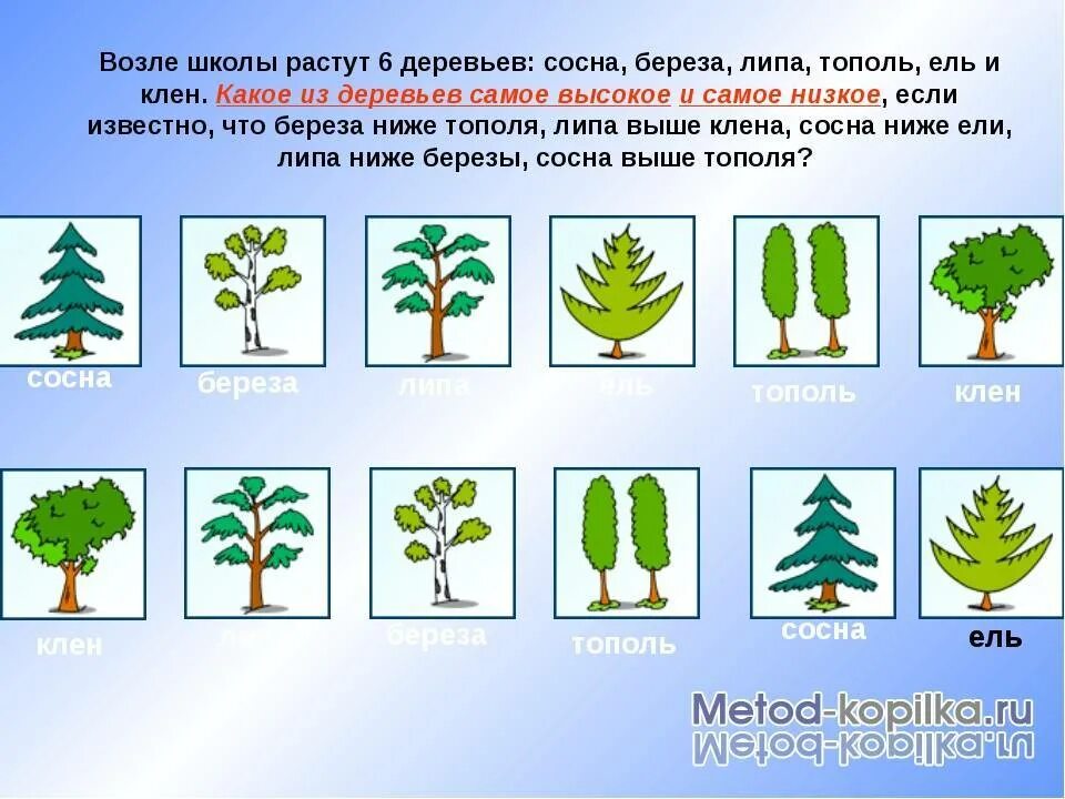 Сколько растет 1 дерево. Листопадные деревья список. Деревья 1 класс. Что растет на дереве название. Вечнозелёные лиственные деревья список.