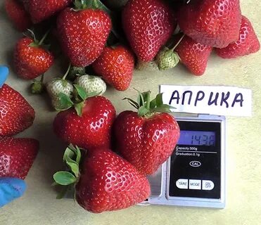 Клубника априка урожайность