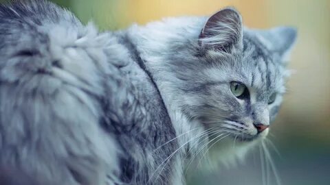 Серенькая кошечка