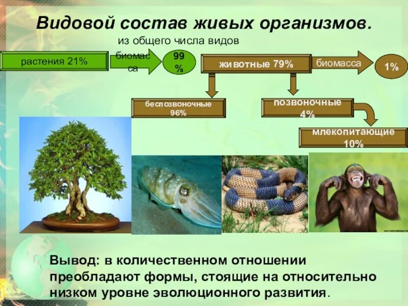 Состав растений и животных. Видовой состав живых организмов. живые организмы в биосфере. распределение живых организмов. живые организмы примеры.