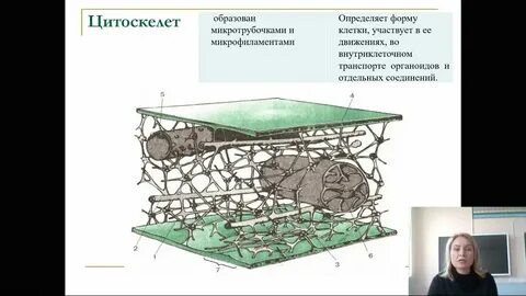 Цитоскелет функции и особенности
