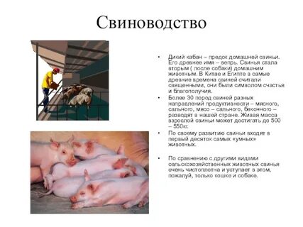 Сообщение о животноводстве 3 класс окружающий мир