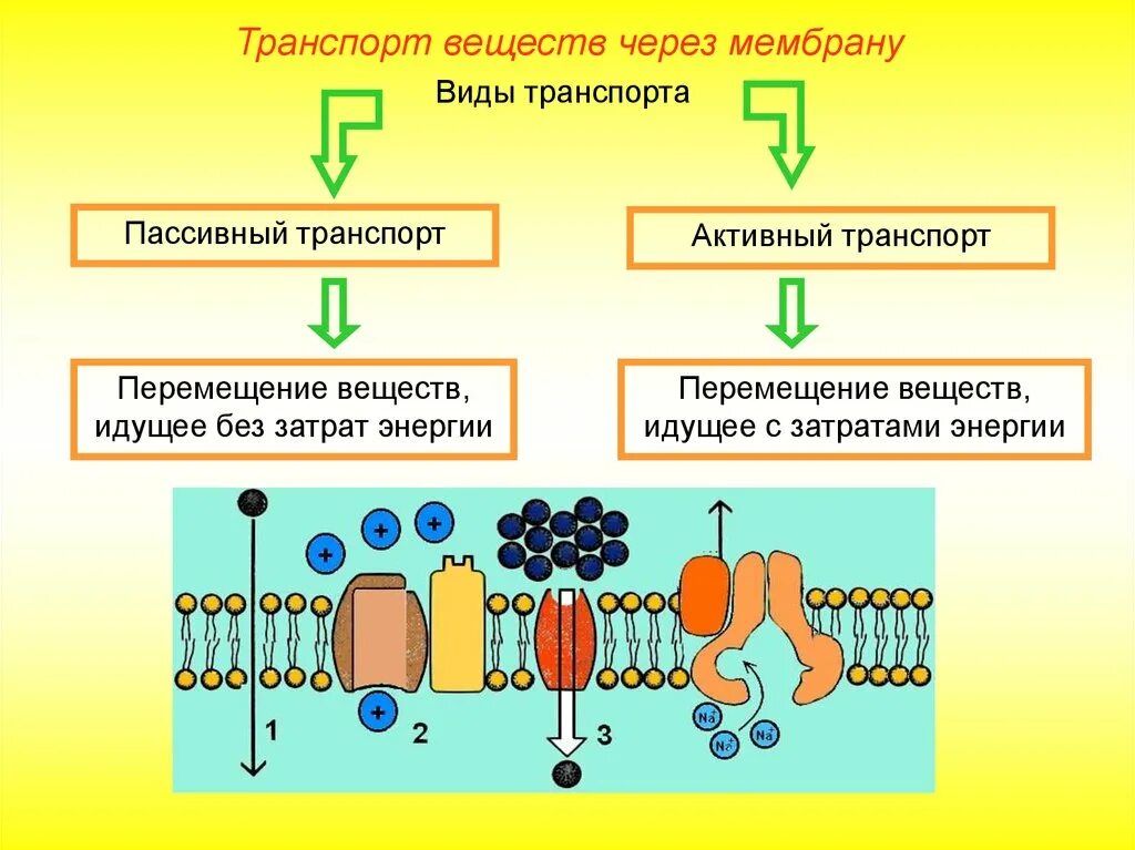 Активный и пассивный транспорт через мембрану. Активный и пассивный транспорт ионов через клеточную мембрану. Схема транспорта через клеточную мембрану. Пассивный транспорт веществ через клеточную мембрану.