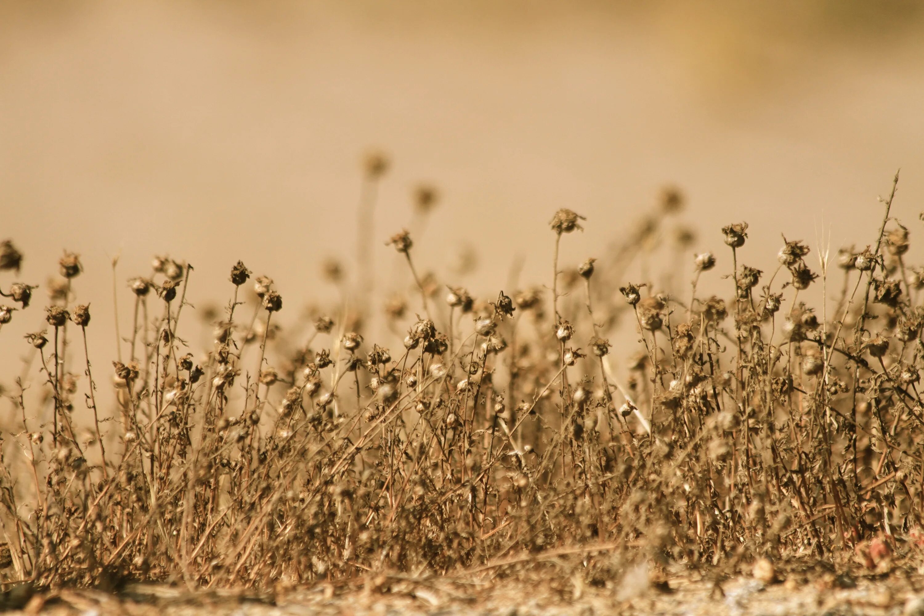 Dry plants. Сухая трава. Поле сухой травы. Полевые цветы высохшие. Цветок в пустынном поле.