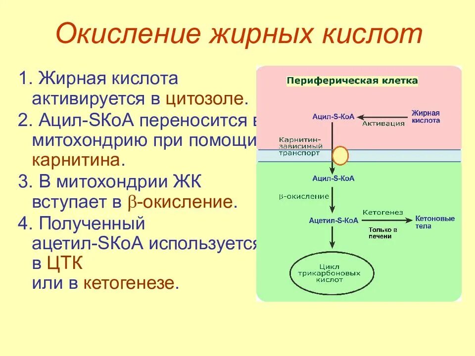 Окисление жирных кислот фермент. Схема β-окисления высших жирных кислот. Конечным продуктом β-окисления жирных кислот является. Конечный продукт β-окисления жирных кислот это. Бета окисление высших жирных кислот.