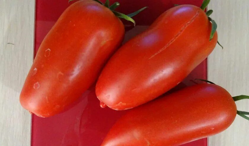 Царское искушение f1 томат партнер. Томат сорт царское искушение. Томат царскосельский. Томат царское искушение партнер. Томат искушение.