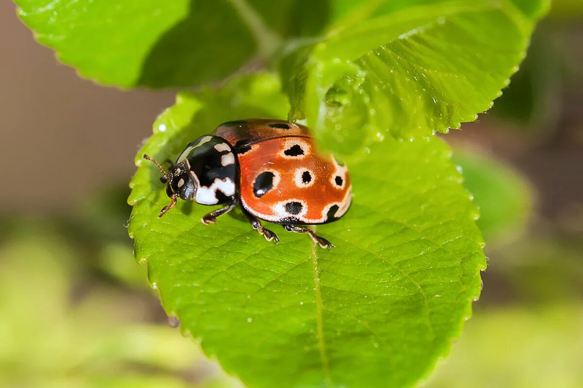 Божья коровка предупреждающая окраска. Интересные факты о божьей коровке. Интересные факты о божьей коровке для детей. Проект про божью коровку. Божья коровка описание.