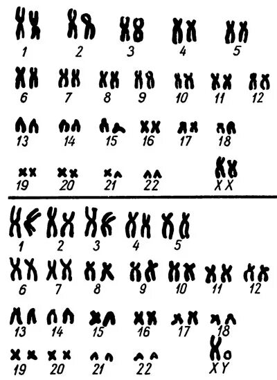 Сколько хромосом у мужчины. Хромосомы женщины. Хромосомы у мужчин и женщин. Хромосмы женщины и мужчин. Женская хромосома и мужская хромосома.