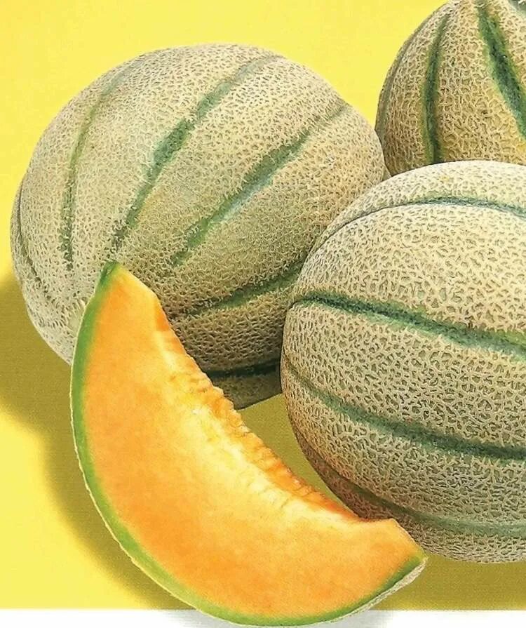 Melon 1