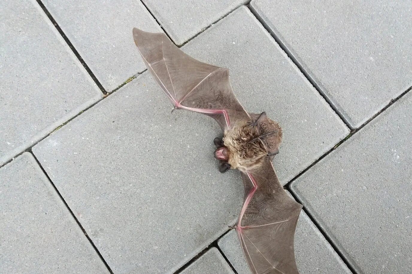 Летучая мышь спит. Ноги летучей мыши. Убитая летучая мышь. Покажи летучую мышь. Убитая летучая мышь.