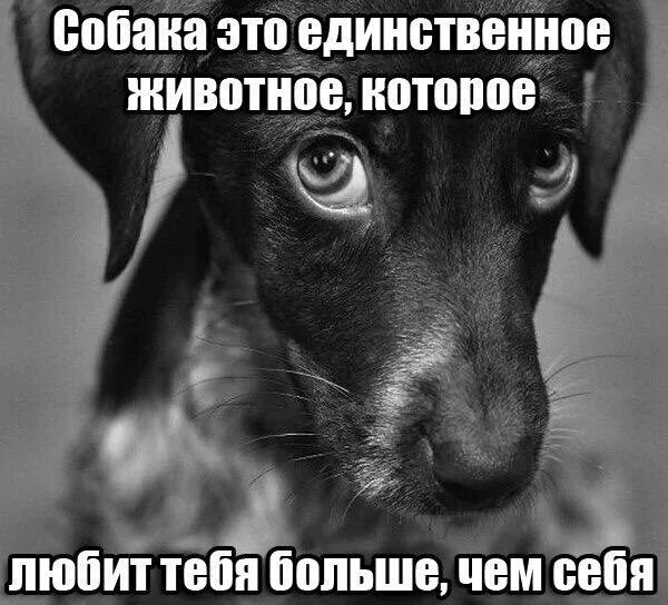 Для того чтобы животное не