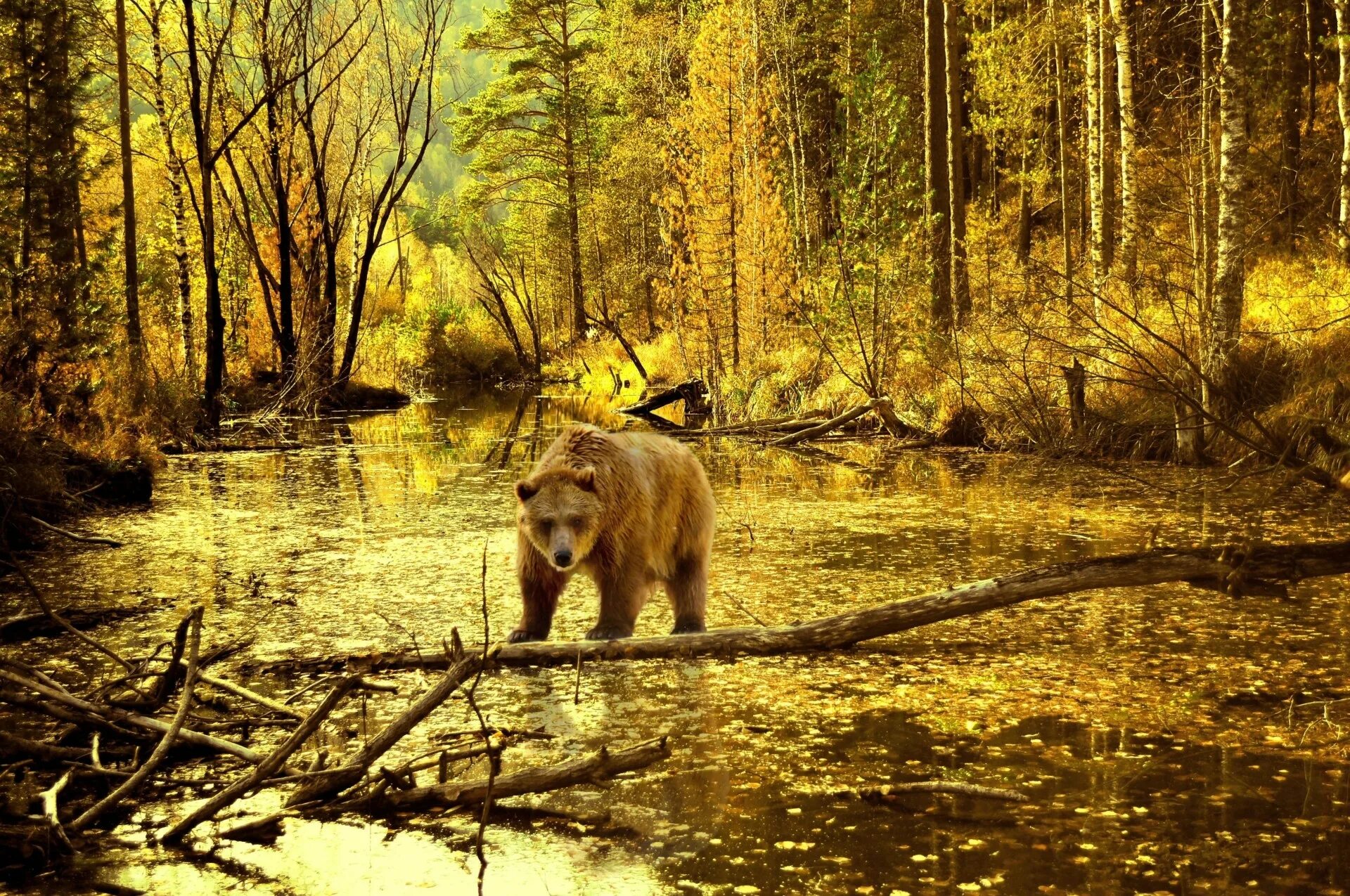 Медведи в болоте. Пейзаж с медведями. Медведь в осеннем лесу. Медведь осенью. Медведь осень.