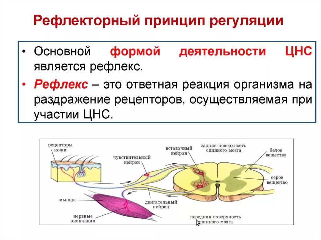 Общие рефлексы. Рефлекторный принцип регуляции функций. Рефлекторный принцип работы нервной системы. Нервно рефлекторная регуляция физиологических функций. Рефлекторный принцип регуляции физиологических функций..