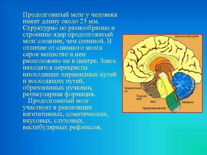 Продолговатый мозг размеры. Центры продолговатого мозга. Продолговатый мозг строение ядра. Серое вещество продолговатого мозга. Двойное ядро продолговатого мозга.