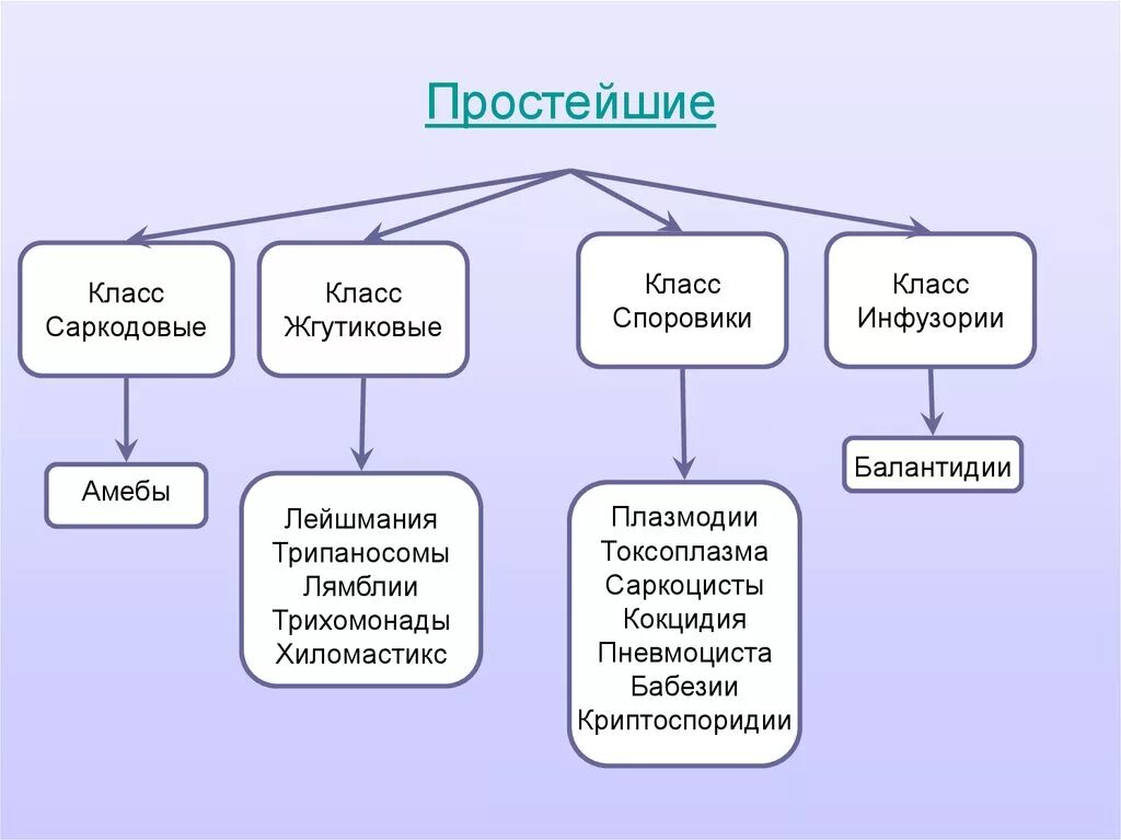 Систематика простейших схема. Классификация простейших 7 класс биология. Систематика простейших 7 класс. Классификация простейших схема 7 класс. Основные группы простейших