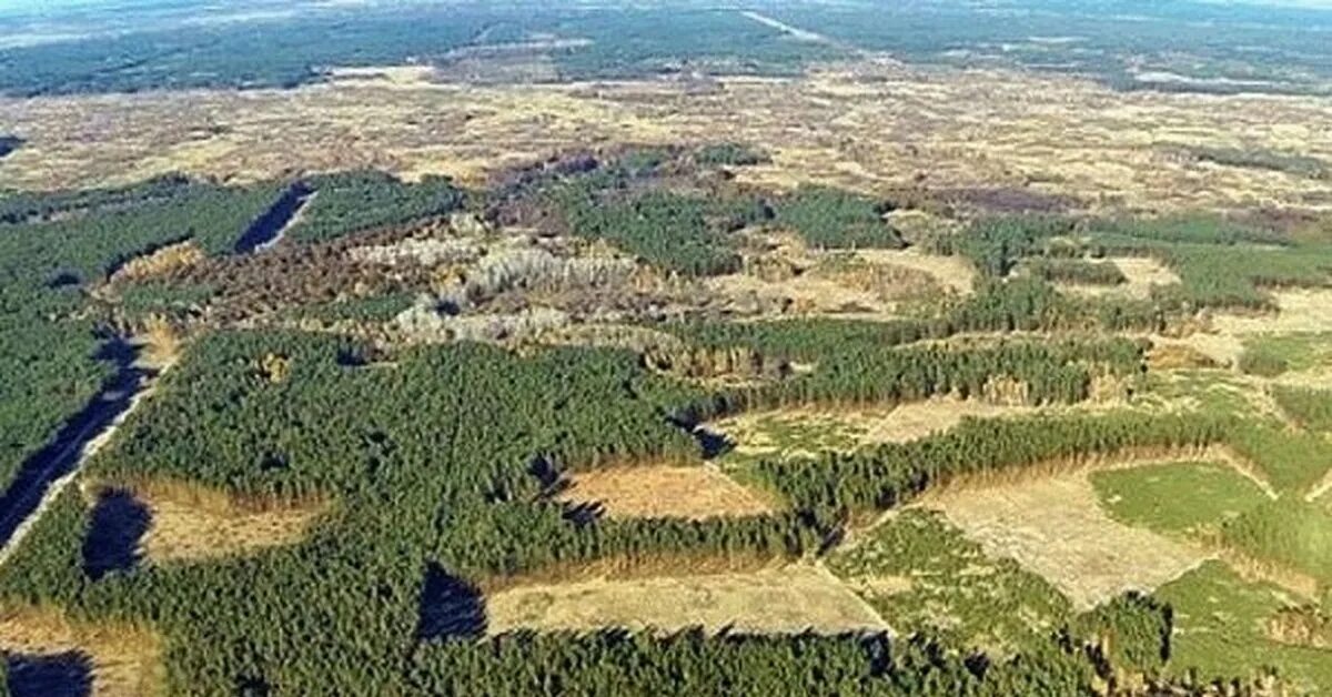 Вырубленного места было всего с версту