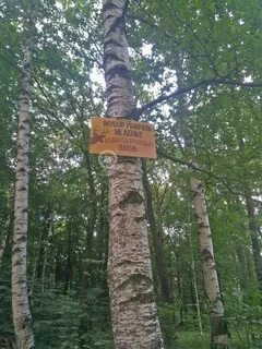 Подушкинский лесопарк одинцово