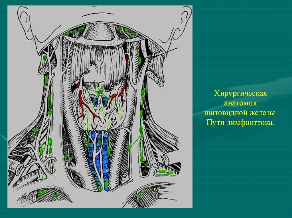 Лимфатическая система щитовидной железы. Шейные лимфатические узлы анатомия. Лимфатические узлы щитовидной железы анатомия. Паращитовидные лимфатические узлы. Лимфоузлы на щитовидке