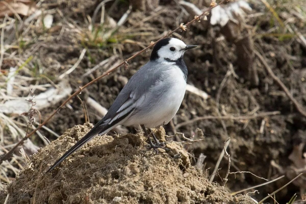 Трясогузка гусеница. Белая трясогузка motacilla alba. трясогузка белая трясогузка. капская трясогузка. трясогузка северная.