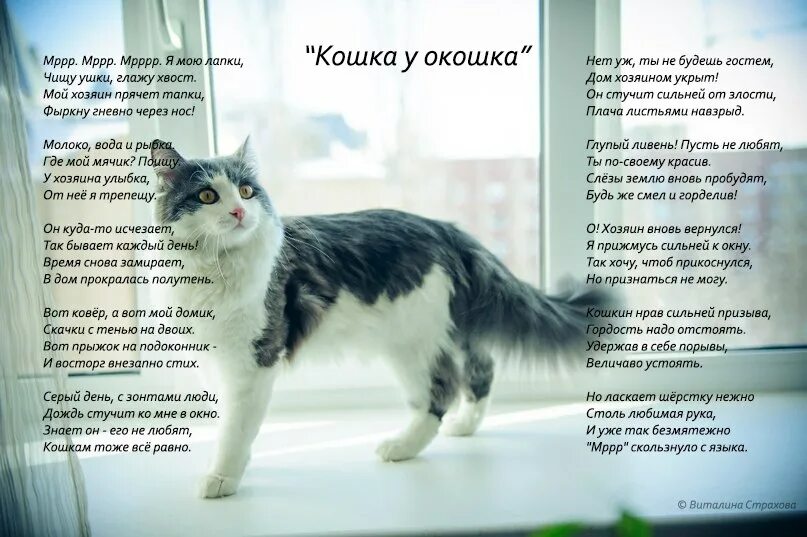 Кошка не любит руки