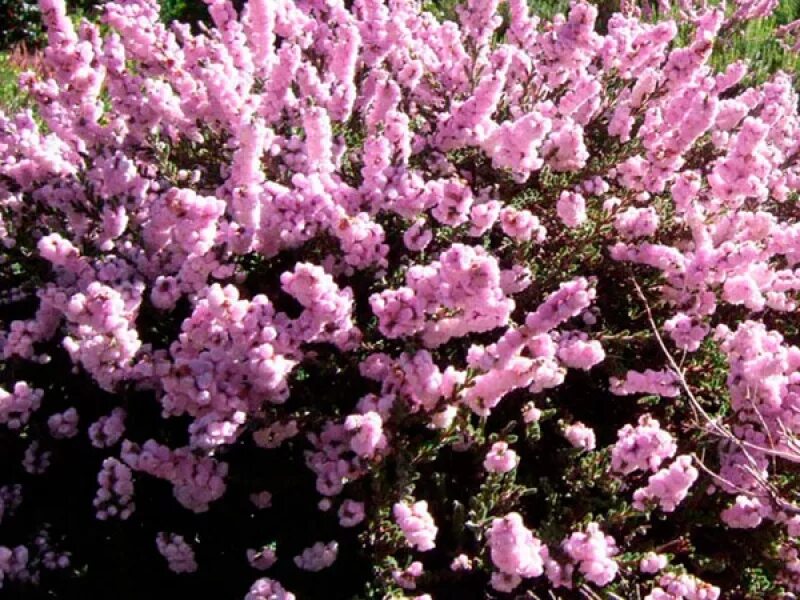 сады эдема питомник. лилейник маргарет перри. кальмия широколистная калейдоскоп. питомник сады эдема. сады эдема питомник.